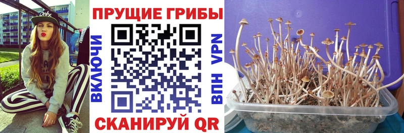 Псилоцибиновые грибы мицелий  Михайлов 